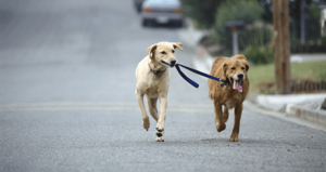 Two large dogs, one is holding the leash of the other in it's mouth.