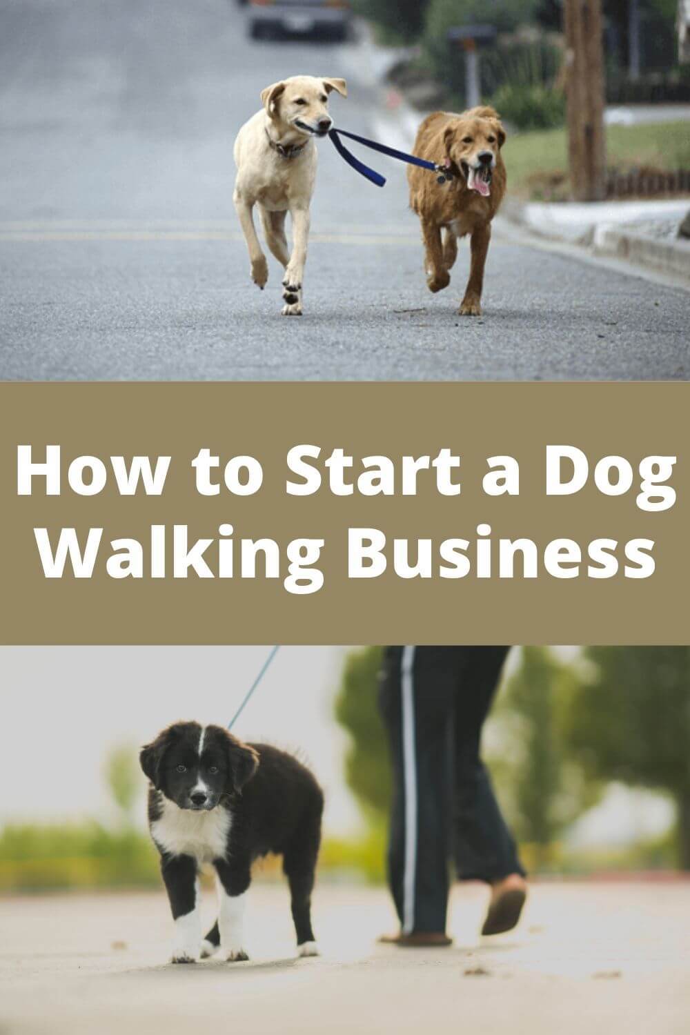 How to start a dog walking business