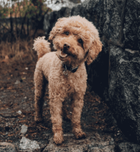 picture of a poodle dog with head tilted while looking at you