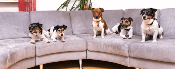 5 small dogs on a sofa