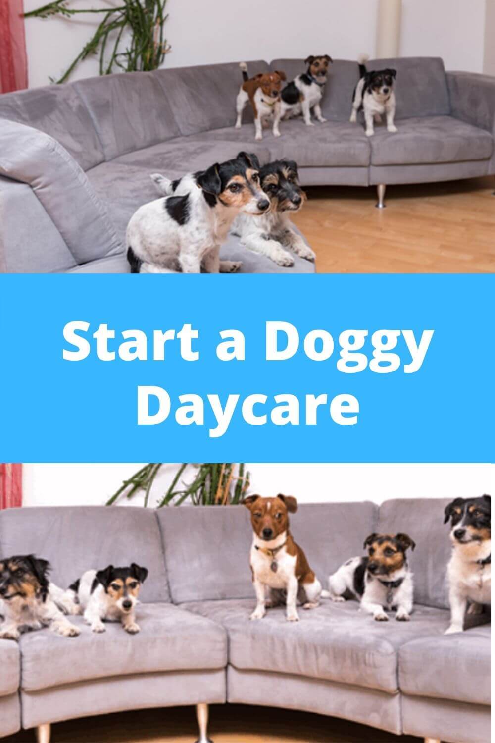 Start a doggy daycare