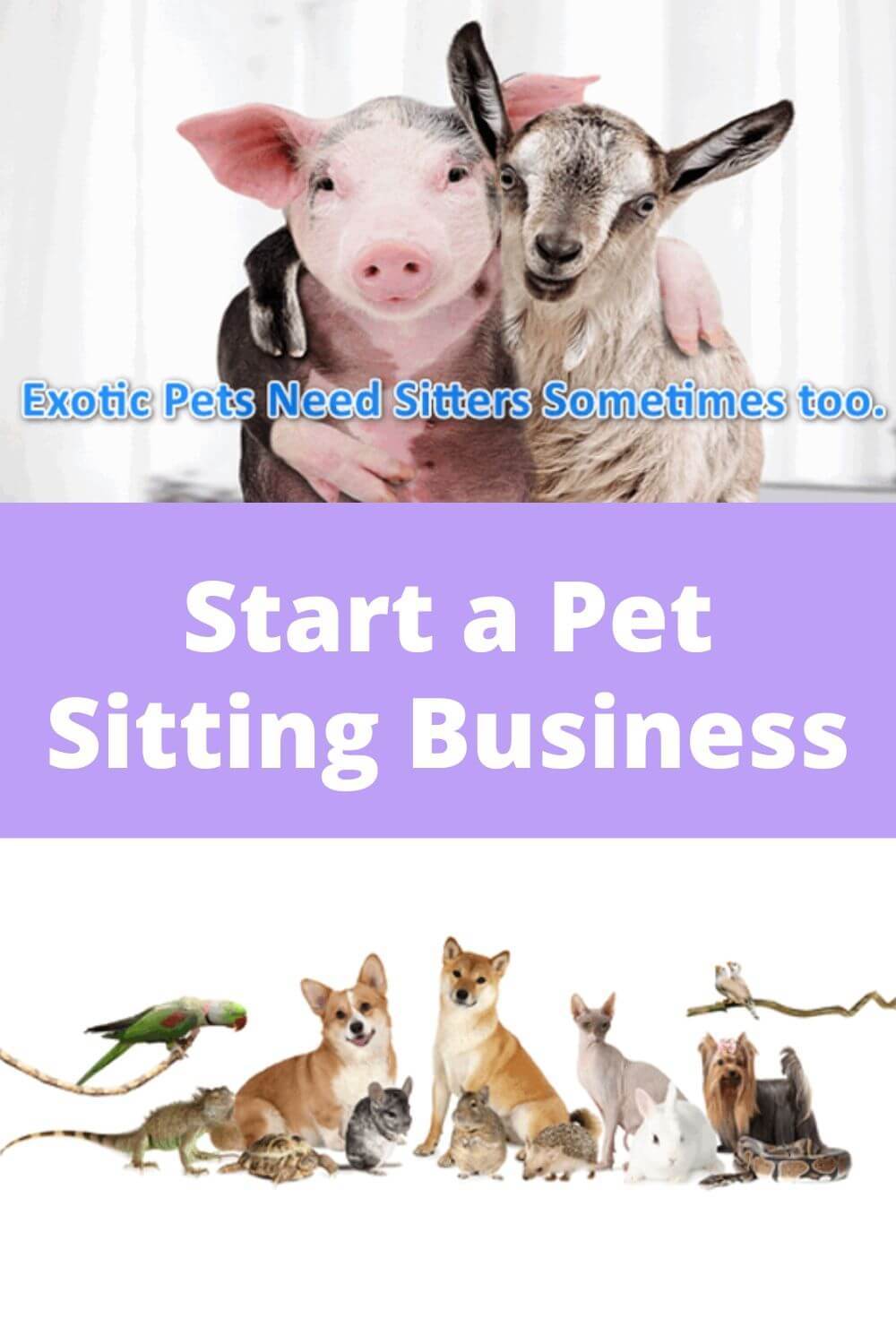 Start a pet sitting business