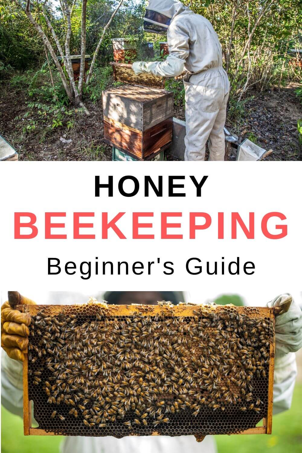 honey beekeeping beginner's guide