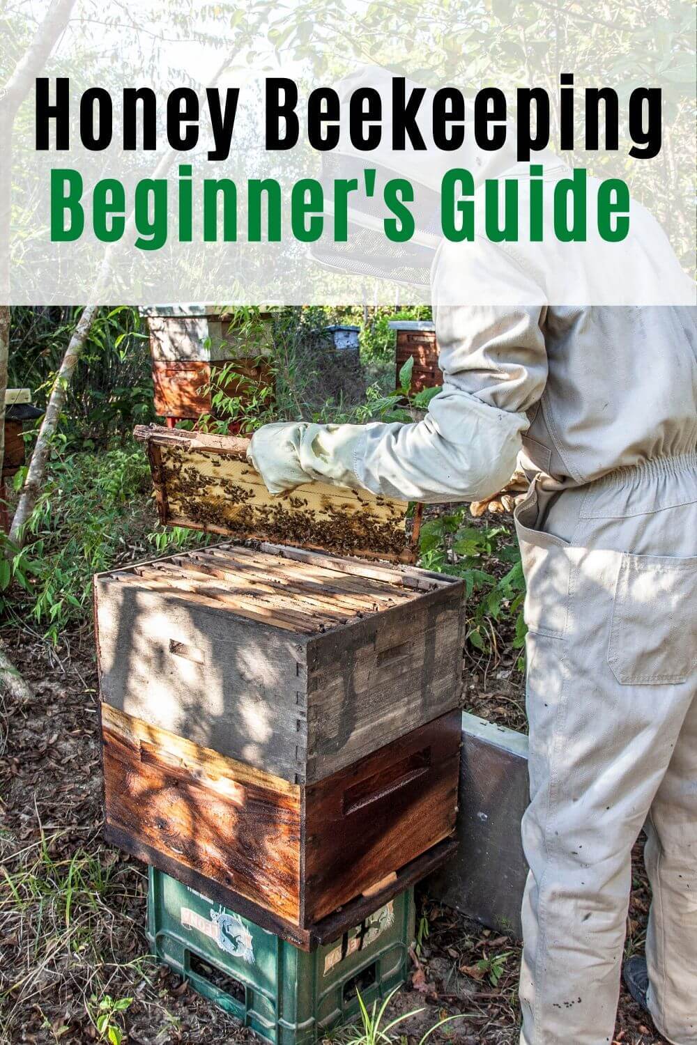 Honey Beekeeping Beginner's Guide